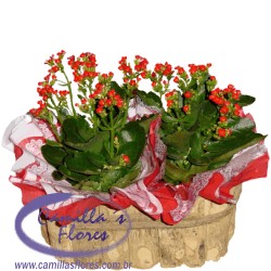 Ampliar: Kalanchoes no Cachepô