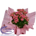 Kalanchoe