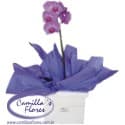 Orquídea Phalaenopsis no Cachepô