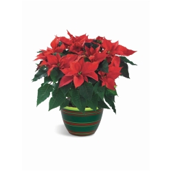 Ampliar: Mini Poinsettia
