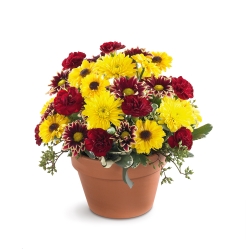 Ampliar: Bouquet Austin