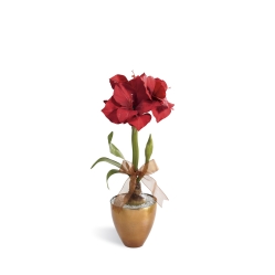 Ampliar: Amaryllis