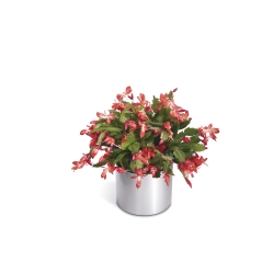 Ampliar: Flor de maio