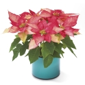 Mini Poinsettia Rosa