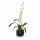 Comprar Orquídea Denphal