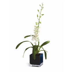 Ampliar: Orquídea Denphal