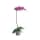 Comprar Orquídea Phalaenopsis
