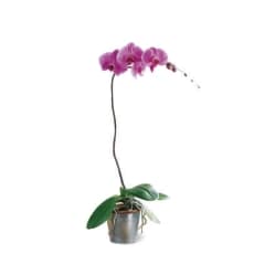 Ampliar: Orquídea Phalaenopsis