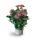 Comprar Kalanchoe