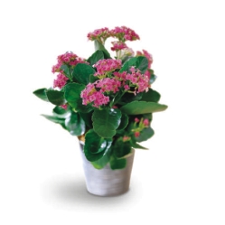 Ampliar: Kalanchoe