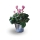 Comprar Cyclamen