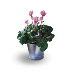 Ampliar: Cyclamen