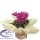 Comprar Cyclamen na Caixa