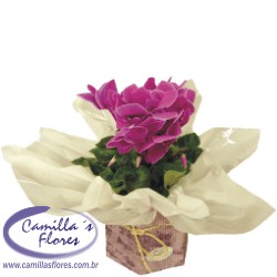 Ampliar: Cyclamen na Caixa